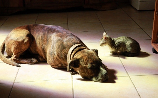 cane gatto