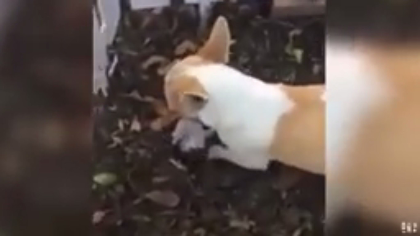 mamma chihuahua