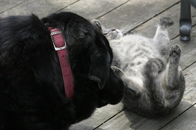gattino cane