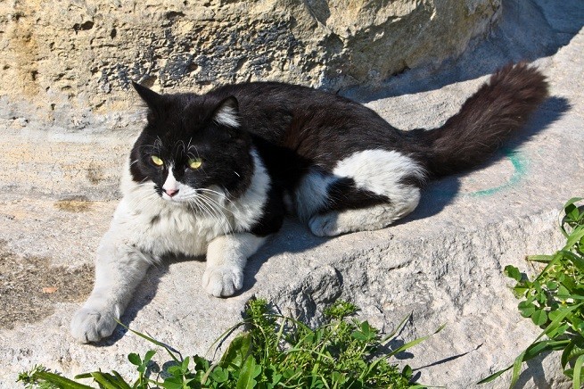 gatto sole