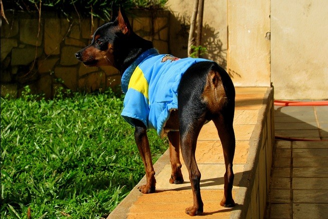 pinscher cappotto