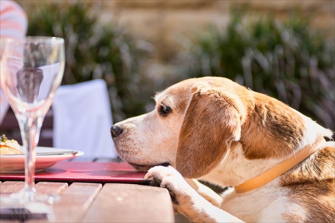 beagle