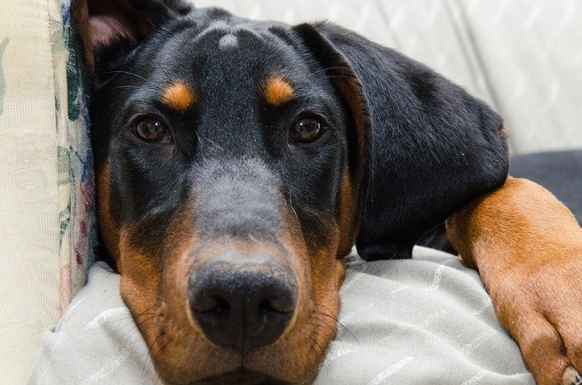 doberman