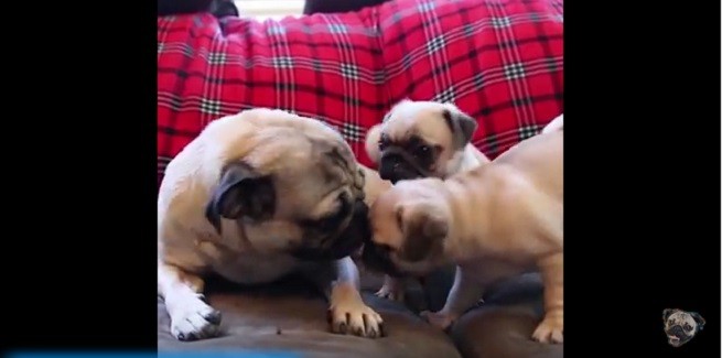 doug the pug