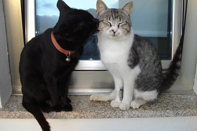 gatti grooming