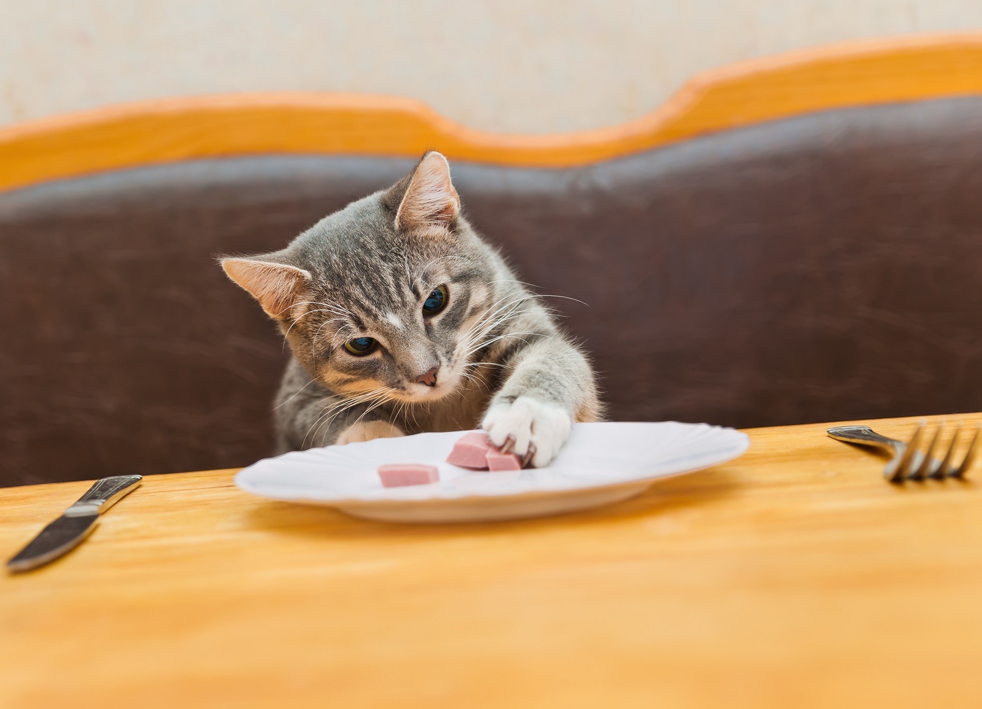 Ristorante per cani e gatti