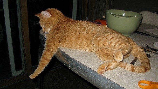 gatto tavolo