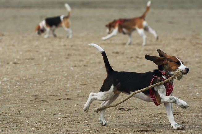 beagle