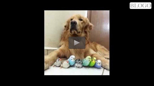 Bob, il Golden Retriever
