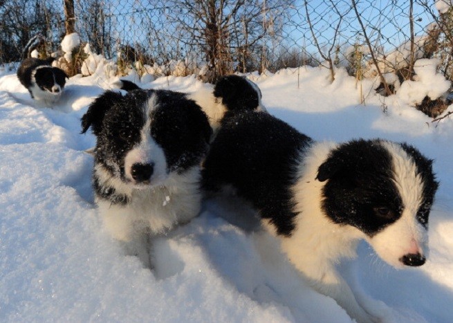 Border Collie