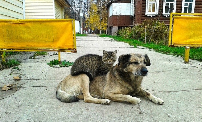 cane gatto