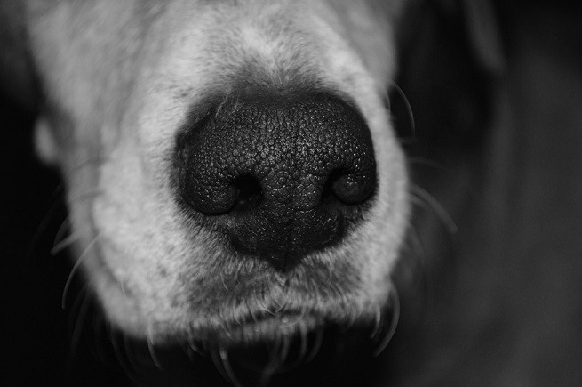 cane naso