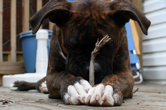 cucciolo boxer