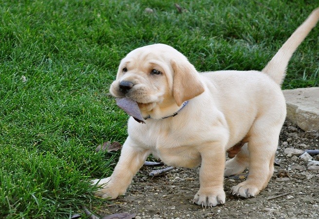 cucciolo labrador