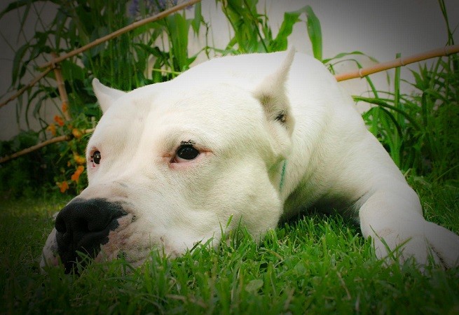 dogo argentino