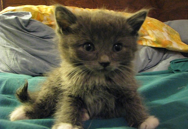 gattino