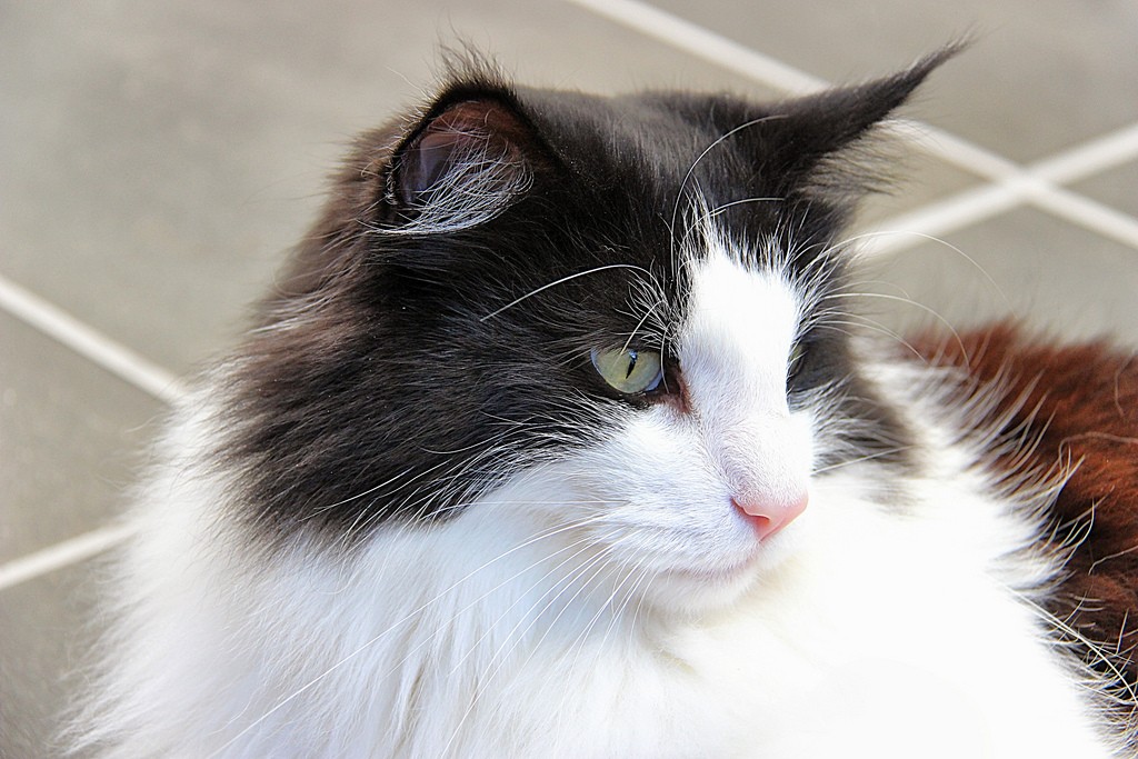 gatto