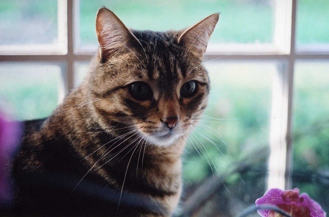 gatto fiori