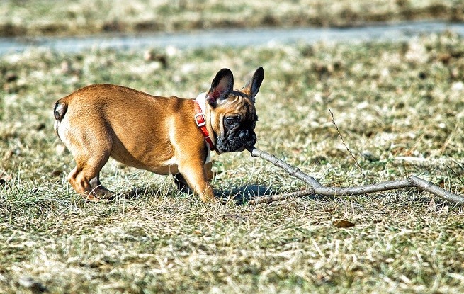 bouledogue francese