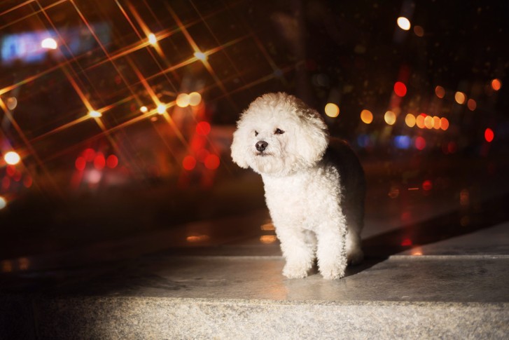 Bichon frise