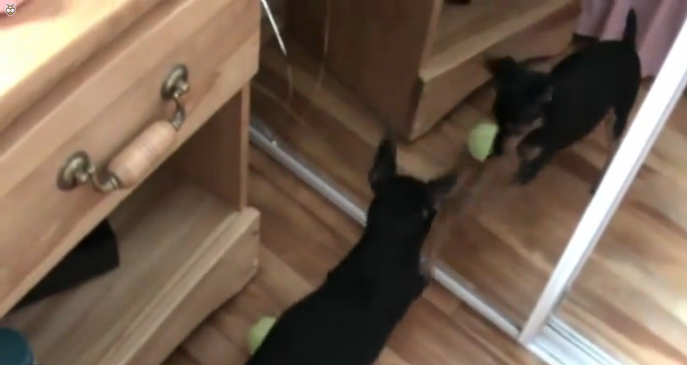 Cane e pallina