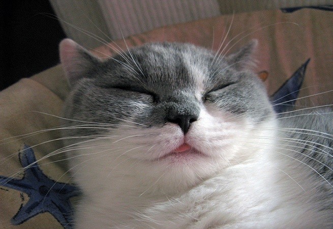 gattino felice