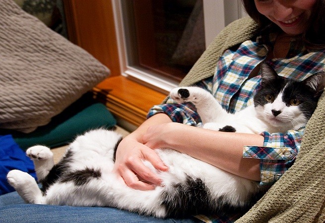 proprietari gatti