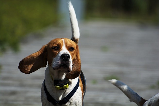 beagle