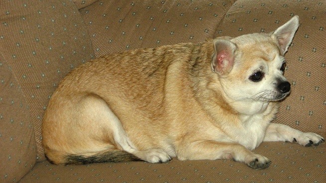 cane obeso