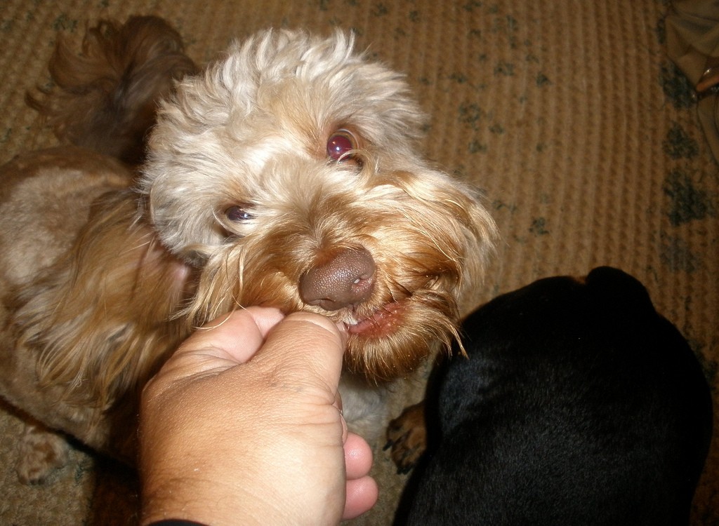 cane salsiccia