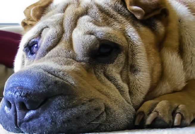 shar-pei