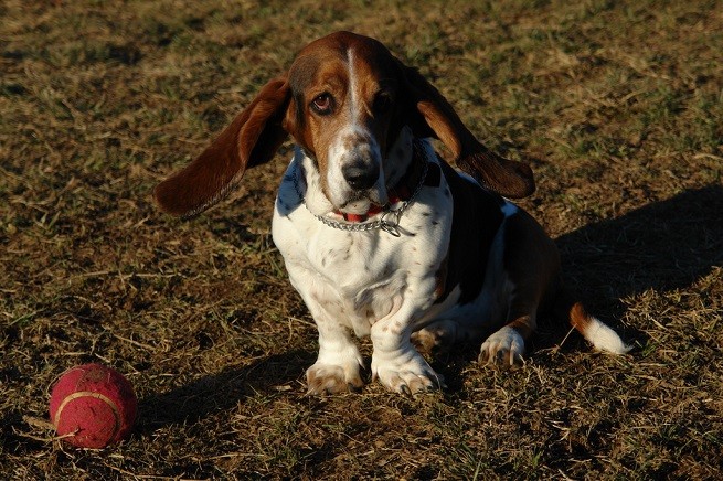 bassethound