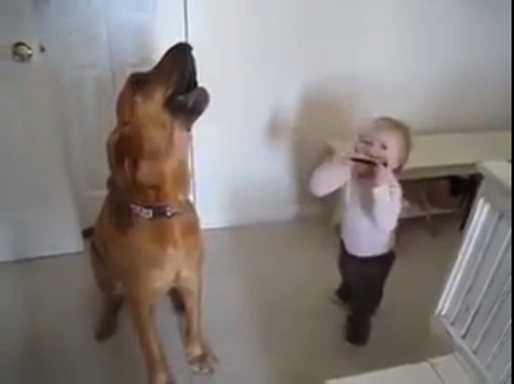 Cane musica canta