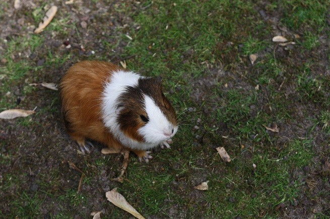 cavia prato