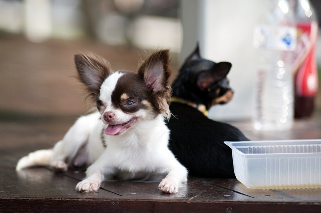 chihuahua