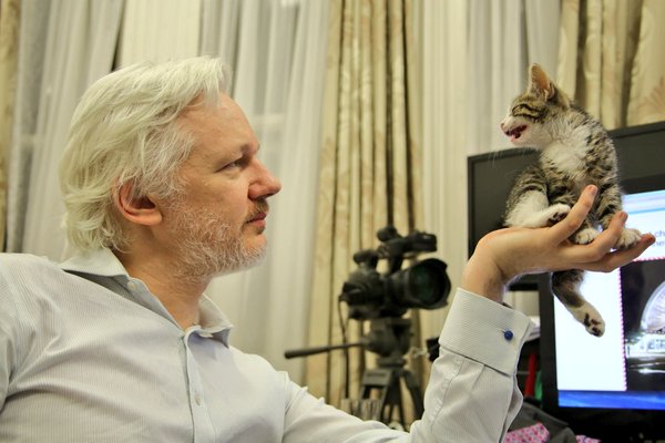 Assange gattino