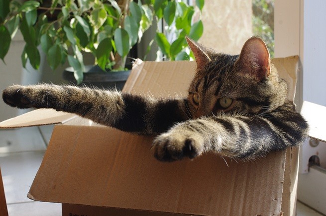 comportamento gatti