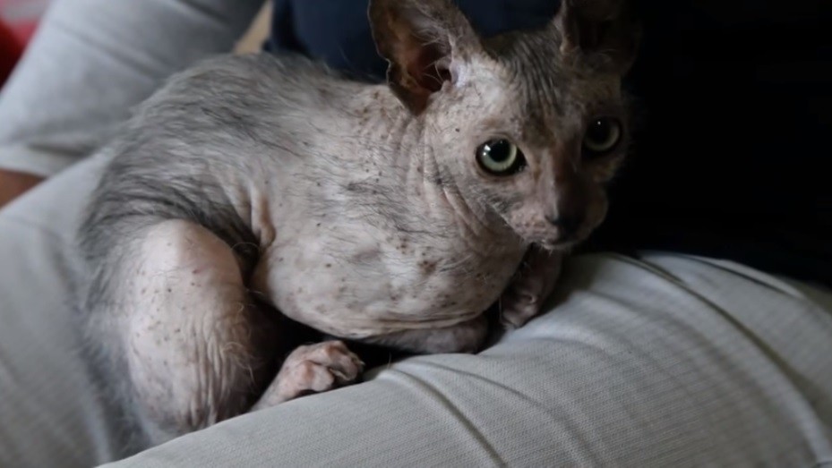 Eyona Lykoi