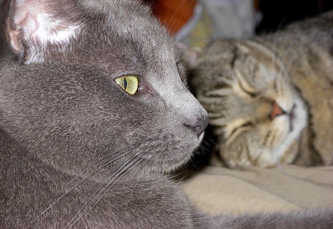 gatti