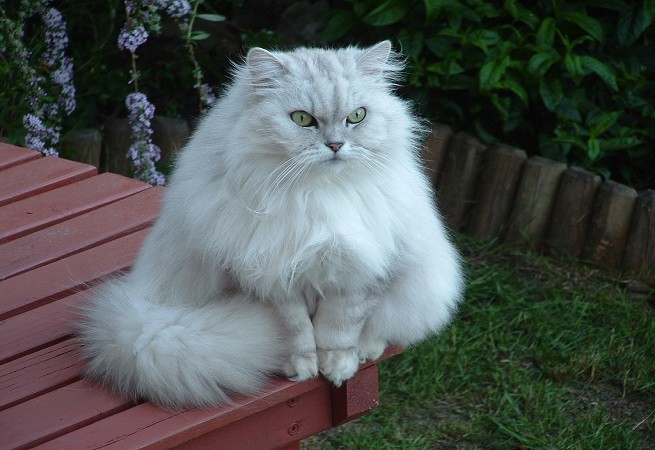 gatto grasso