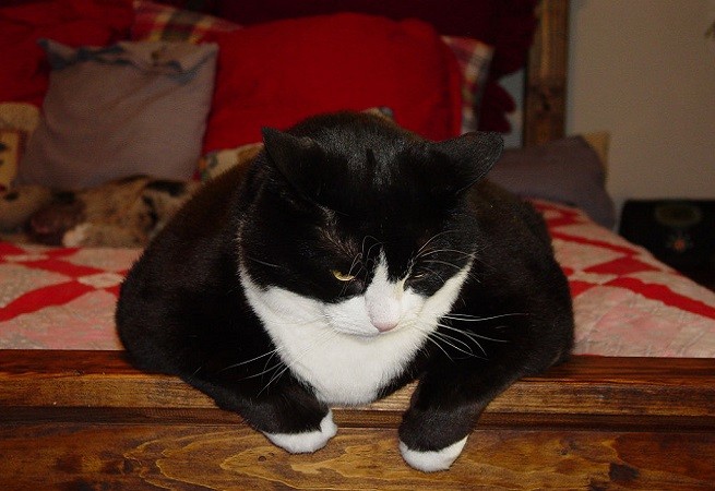 gatto grasso