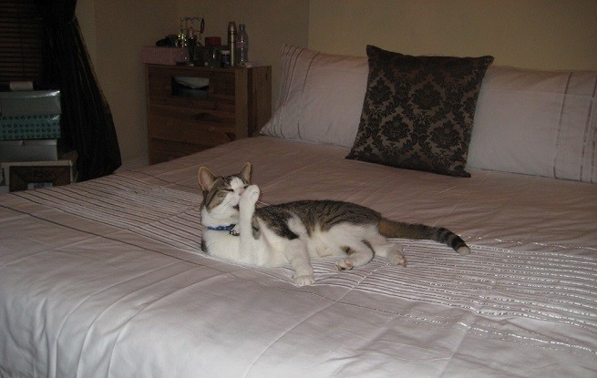 gatto letto