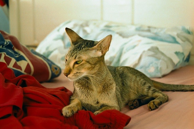 gatto magro