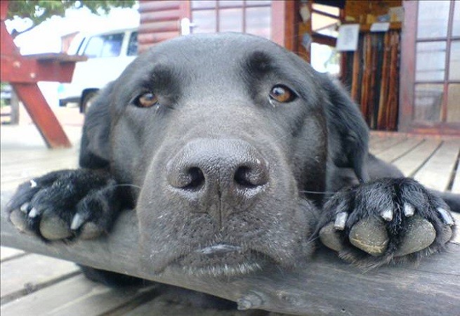 labrador nero