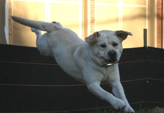 labrador salta