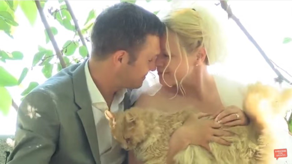Matrimonio gatti
