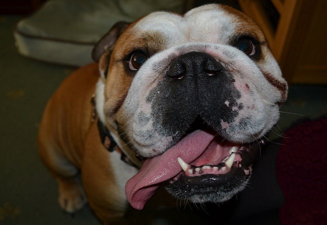bulldog