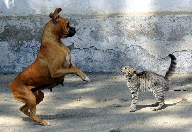 cane gatto