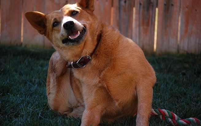 cane gratta