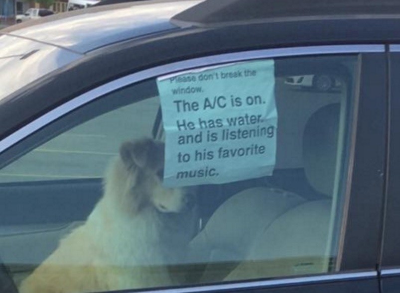 Cane in auto